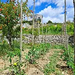 Bepina, Surrounded By Sea, Olive, Vineyard Villa