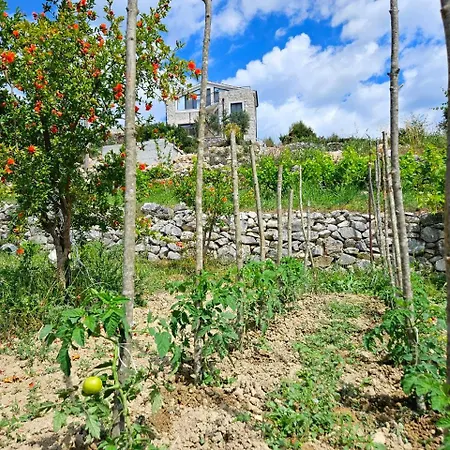 Bepina, Surrounded By Sea, Olive, Vineyard Villa